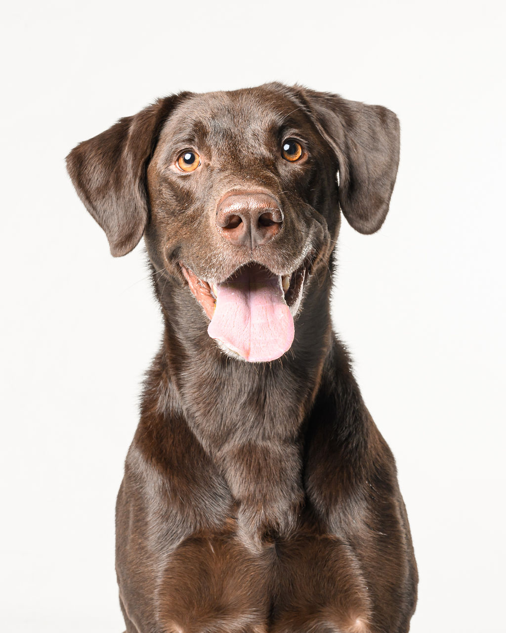 About Us - MT Animal Foundation
